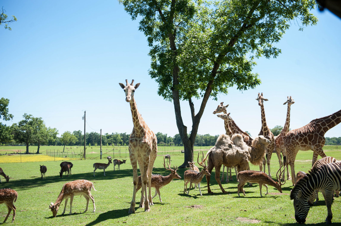 Global Wildlife Center, Robert, Louisiana